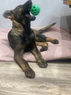 German Shepherd dogs for sale in London - Advert 12