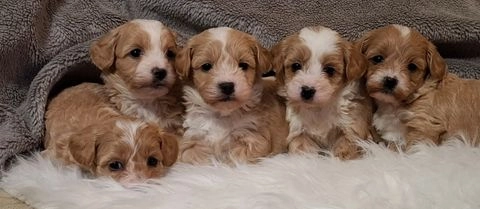 Maltipoo dogs for sale in Doncaster - Advert 1