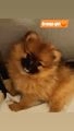 Pomeranian dogs for sale: Teddy bear pomeranian puppies  in Bolton - Image 9