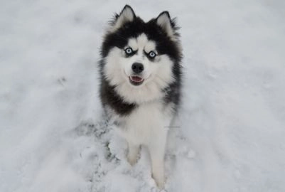 Pomsky dogs for sale in Leeds - Advert 2