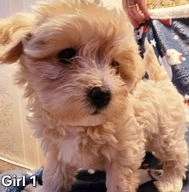 Maltipoo dogs for sale in Oldbury - Advert 16