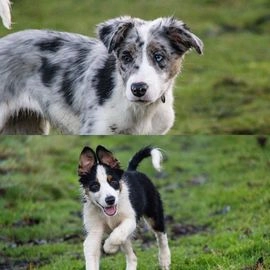 Border Collie dogs for sale in Todmorden - Advert 16