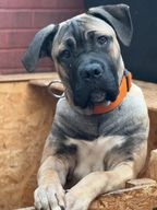 Cane Corso dogs for sale in Wolverhampton - Advert 16