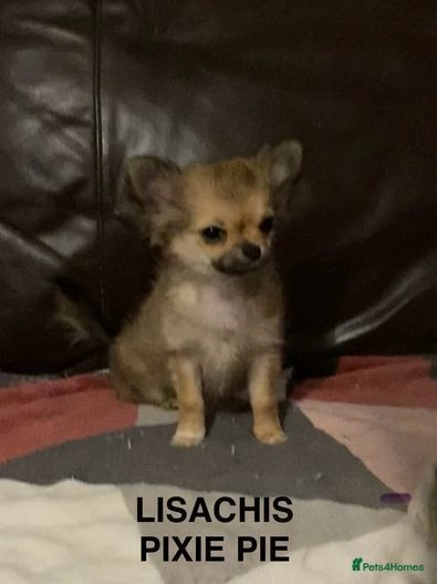 Chihuahua dogs for sale:  ❤️Ready Now K.C longcoat pups and K.C Tiny Boy ❤️ in Buckingham - Image 13