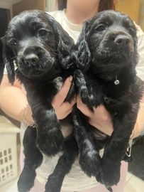 Cocker Spaniel dogs for sale in Bishop Auckland - Advert 9