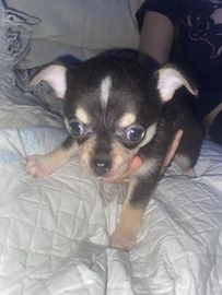 Chihuahua dogs for sale in Liverpool - Advert 12