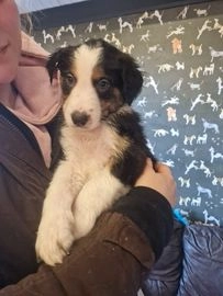 Border Collie dogs for sale in Buxton - Advert 1