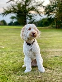 Cockapoo dogs for stud in London - Advert 7