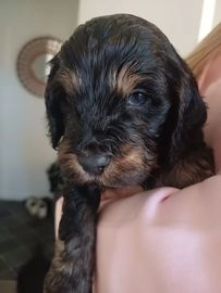 Cockapoo dogs for sale in Chester - Advert 3