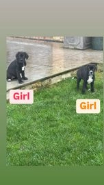 Cane Corso dogs for sale in Newmarket - Advert 6