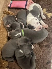 Staffordshire Bull Terrier dogs for sale in Ellesmere Port - Advert 10