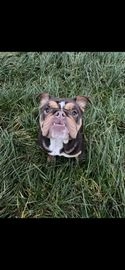 English Bulldog dogs for sale in Shrewsbury - Advert 11