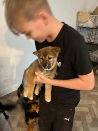 Japanese Shiba Inu dogs for sale in Nottingham - Advert 3