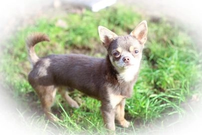 Chihuahua dogs for sale in Hereford - Advert 13