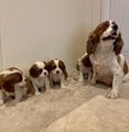 Cavalier King Charles Spaniel dogs for sale: Traditional Blenheim Cavalier Puppies  in West Malling - Image 6