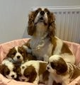 Cavalier King Charles Spaniel dogs for sale: Traditional Blenheim Cavalier Puppies  in West Malling - Image 24