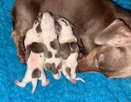 Miniature Dachshund dogs for sale in Droitwich - Advert 2