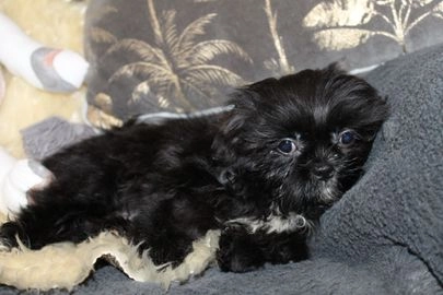 Shih Tzu dogs for sale in Stafford - Advert 5