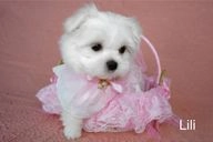 Maltese dogs for sale in Chigwell - Advert 13