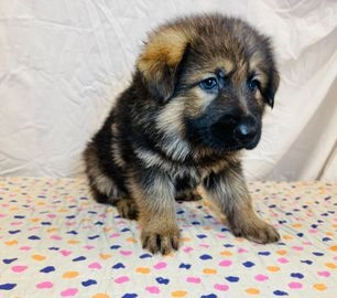 German Shepherd dogs for sale in Diss - Advert 4