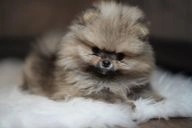 Pomeranian dogs for sale in Ely - Advert 4