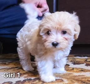 Maltipoo dogs for sale in Oldbury - Advert 16