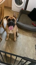 Bullmastiff dogs for sale in Barnsley - Advert 4