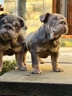 English Bulldog dogs for sale in Rossendale - Advert 2