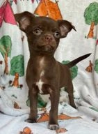 Chihuahua dogs for sale in Dudley - Advert 7