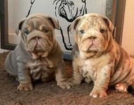 English Bulldog dogs for sale in Wallasey - Advert 8