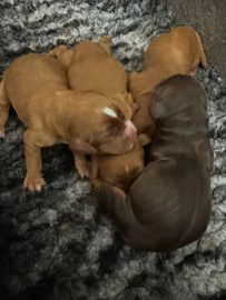 Cocker Spaniel dogs for sale in Worcester - Advert 13