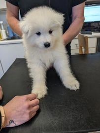 Samoyed dogs for sale in Birmingham - Advert 8