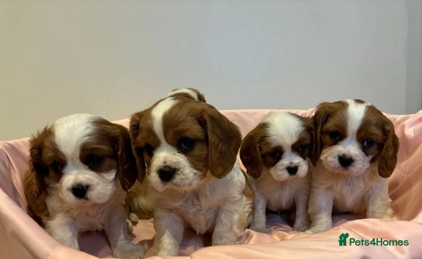 Cavalier King Charles Spaniel dogs for sale: Traditional Blenheim Cavalier Puppies  in West Malling - Image 21