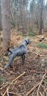 Cane Corso dogs for sale in London - Advert 15