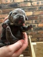 Cane Corso dogs for sale in Glenrothes - Advert 10