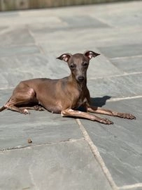 Italian Greyhound dogs for sale in Southport - Advert 2