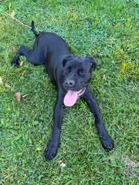 Cane Corso dogs for sale in Bedford - Advert 12