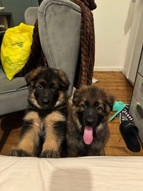 German Shepherd dogs for sale in King's Lynn - Advert 15