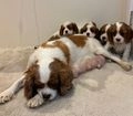 Cavalier King Charles Spaniel dogs for sale: Traditional Blenheim Cavalier Puppies  in West Malling - Image 2