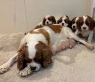 Cavalier King Charles Spaniel dogs for sale in West Malling - Advert 14