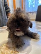 Shih Tzu dogs for sale in Leicester - Advert 2