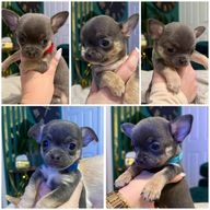 Chihuahua dogs for sale in Saint Helens - Advert 11