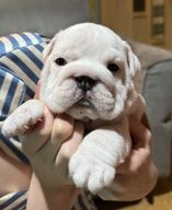 English Bulldog dogs for sale in Liverpool - Advert 5