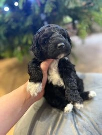 Miniature Poodle dogs for sale in Walsall - Advert 4