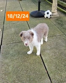 Border Collie dogs for sale in Nottingham - Advert 12