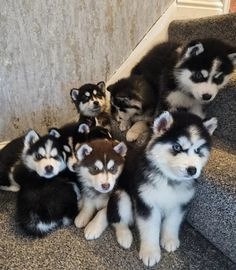 Siberian Husky dogs for sale in Birmingham - Advert 5