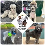 Miniature Poodle dogs for sale in Wigan - Advert 16