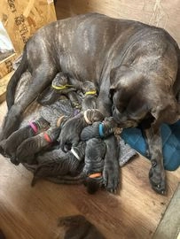 Cane Corso dogs for sale in Glenrothes - Advert 10