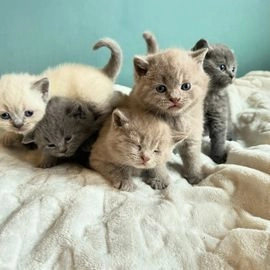 British Shorthair cats for sale in Basildon - Advert 15