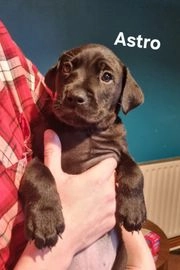 Cane Corso dogs for sale in Stoke-on-Trent - Advert 4